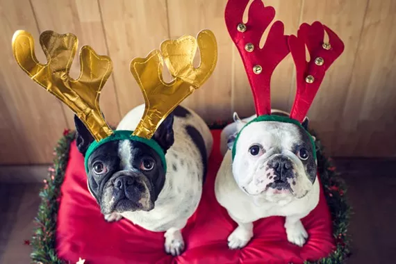 81935c3f_dog_christmas.webp