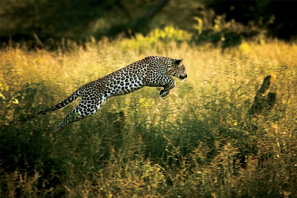 Beverly Joubert&#39;s &#39;Life Among the Leopards &mdash; 2004-2005&#39;