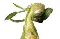 Corn, The Wonder Plant