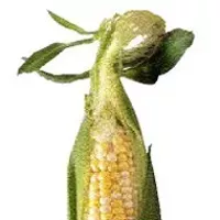 Corn, The Wonder Plant
