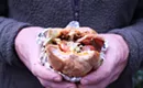 Eat This: Torta Cubana from Tacos El Nevado