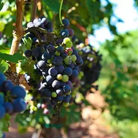 Study says: Drink wine!