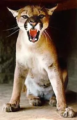 growl