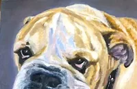 <em>It's Raining Cats & Dogs</em> at Charlotte Artery