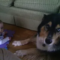 Losing Ronin  -  and wanting the kids to remember him