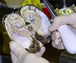 shellfish.webp