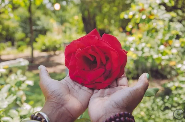 The Rose (Photo by Jonathan Cooper)