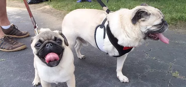 pugfest.webp