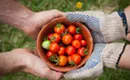 A case for gardening