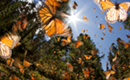 The unique life of butterflies