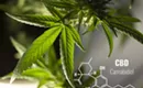 What Is CBD Oil and Should You Try It?