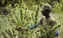 Best CBD Oils of 2020 and How to Choose One
