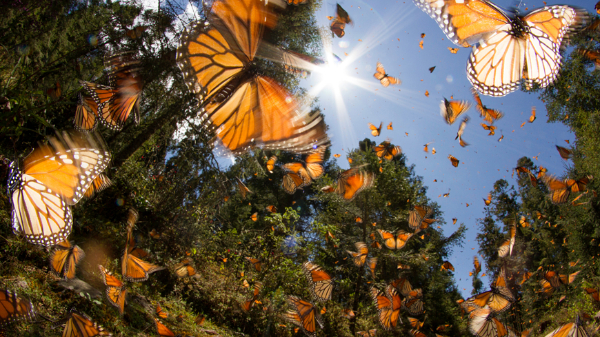 butterflies.png