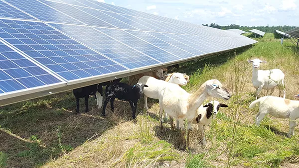 Some 230 sheep browse 123 acres of arrayed with iconic silver-trimmed blue solar panels. (Photo by Alison Leininger)