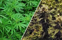 Healing Hemp