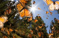 The unique life of butterflies