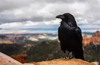 Why death scares us