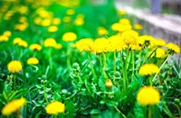 Dandelion Don't Tell No Lies