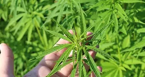 Is it Important to Choose a Company Well to Buy Cannabis?