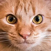 Charlotte Comes Together to Help its Feline Friends