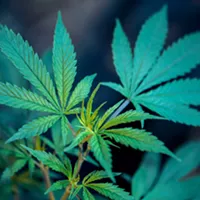 Is it safe to use wax vaporizers?