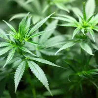 <b>Cannabis Seed Banks to Choose and Explore for Growers</b>