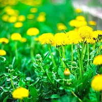 Dandelion Don't Tell No Lies