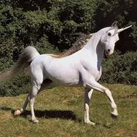 What is more rare ... a faithful man or a unicorn?